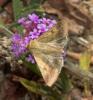 Helicoverpa armigera